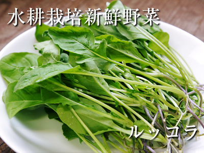 水耕栽培の朝採り新鮮野菜 フレッシュバジルの販売に向けて!_a0254656_17253561.jpg