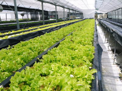 水耕栽培の朝採り新鮮野菜 フレッシュバジルの販売に向けて!_a0254656_17332652.jpg