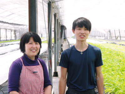 水耕栽培の朝採り新鮮野菜 フレッシュバジルの販売に向けて!_a0254656_17470562.jpg