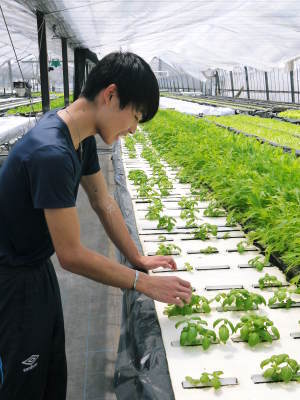 水耕栽培の朝採り新鮮野菜 フレッシュバジルの販売に向けて!_a0254656_17505091.jpg