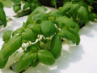 水耕栽培の朝採り新鮮野菜 フレッシュバジルの販売に向けて!_a0254656_18260372.jpg