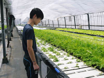 水耕栽培の朝採り新鮮野菜 フレッシュバジルの販売に向けて!_a0254656_18284369.jpg