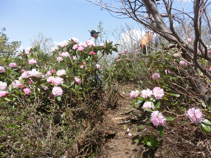 No466シャクナゲ満開の石川県火燈山～富士写ケ岳_b0185573_17351453.jpg