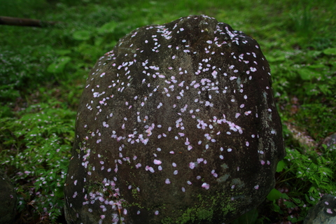 早池峯神社ガイド(桜の残存)_f0075075_13433052.jpg