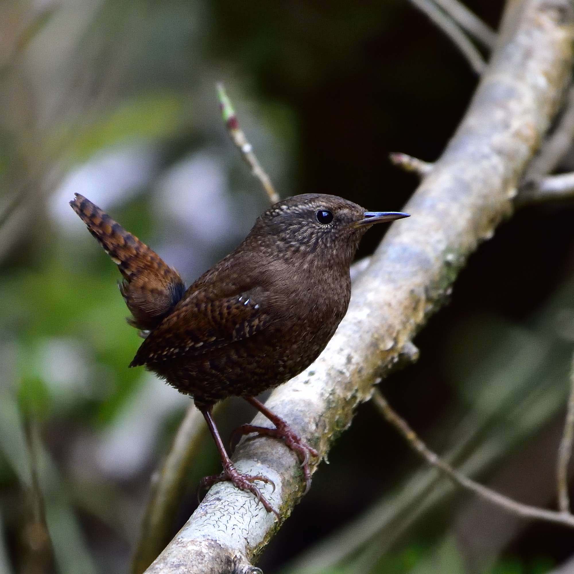 ミソサザイ（鷦鷯）/Eurasian Wren_f0365975_23123648.jpg