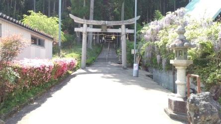 一の宮神社「霧島つつじ」_b0116276_15545235.jpg