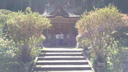 一の宮神社「霧島つつじ」_b0116276_15591048.jpg