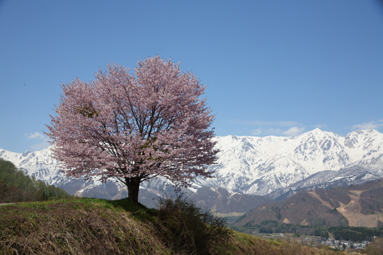長野 白馬村 野平の一本桜 後半 日本あちこち撮り歩記 長野 白馬村 野平の一本桜 後半 日本あちこち撮り歩記