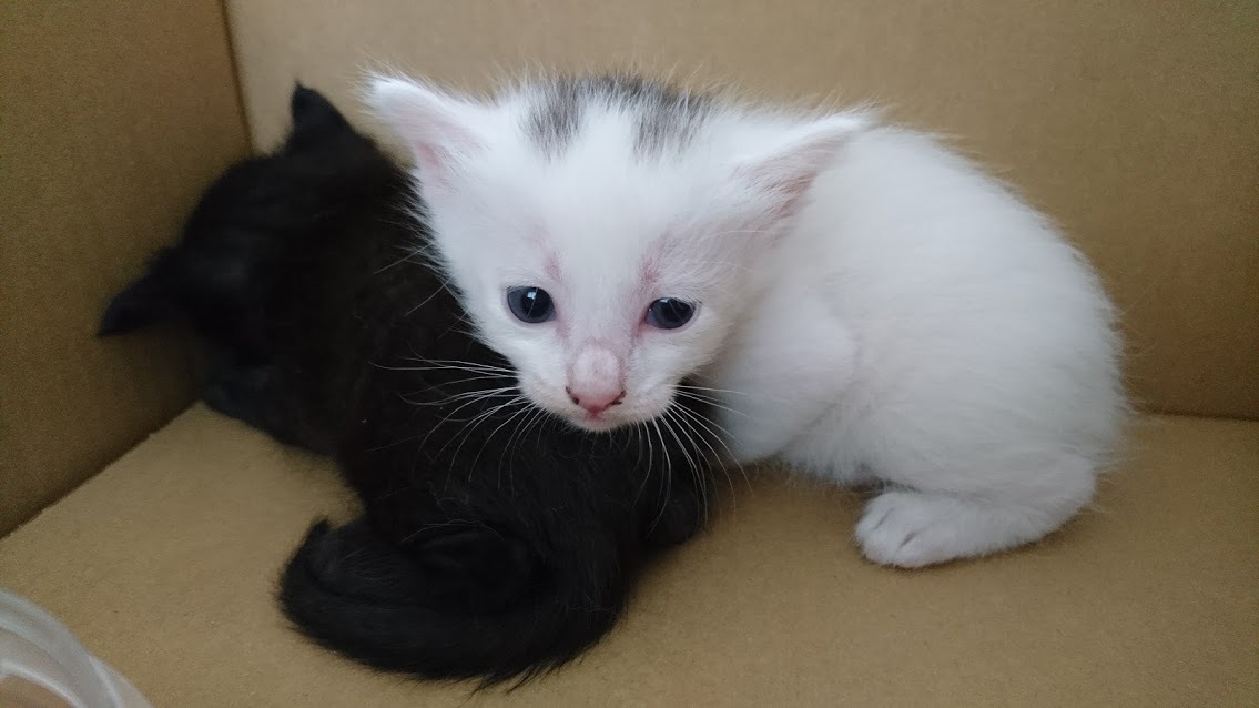 仔猫の名前_f0197985_10322449.jpg