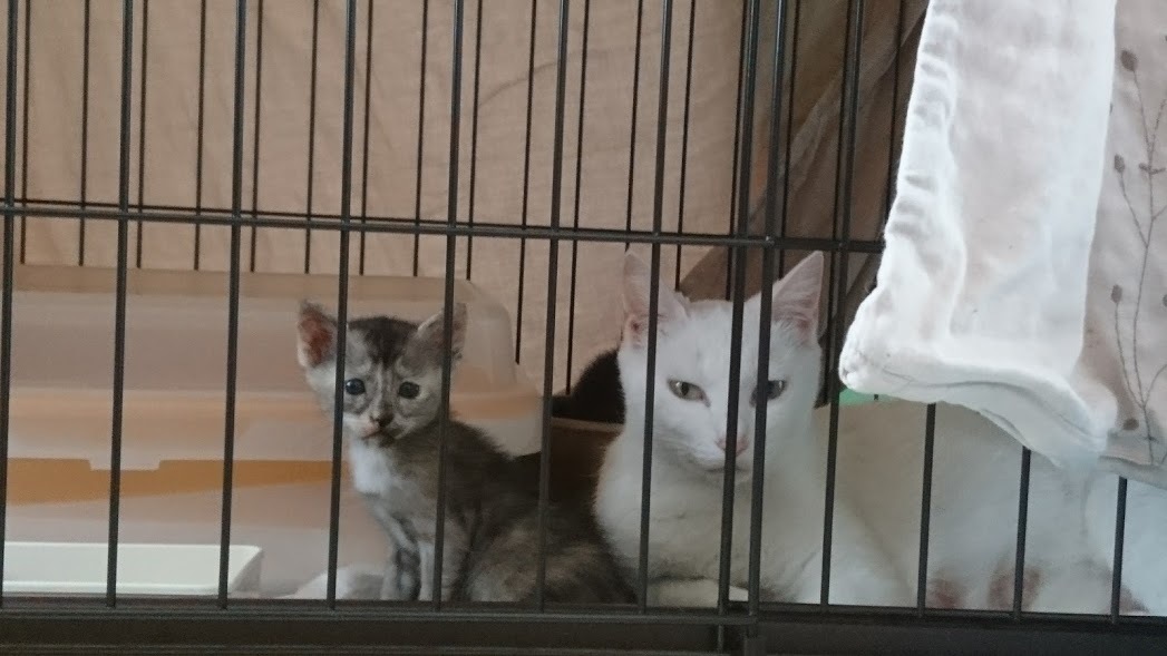 仔猫の名前_f0197985_10332416.jpg