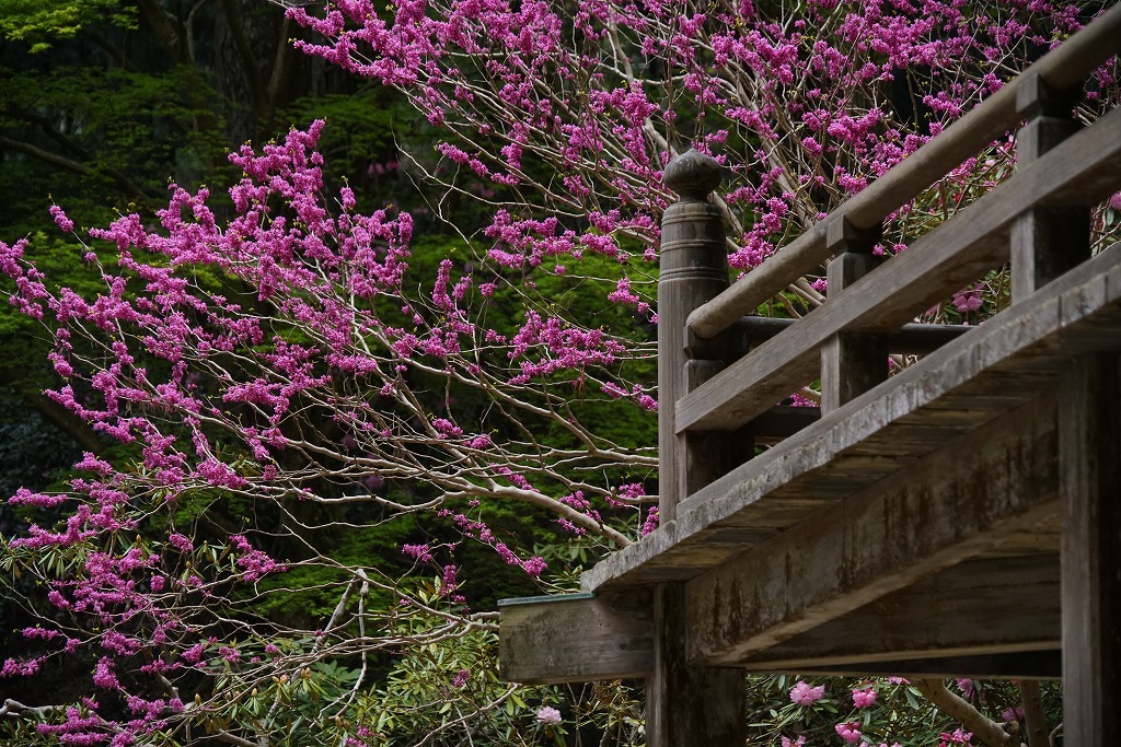 室生寺_c0022089_20050077.jpg