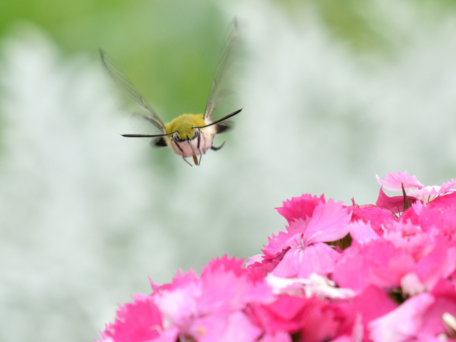 2017 05 16 自転車でちんたら走れば３０分の公園にて_a0143491_23435688.jpg