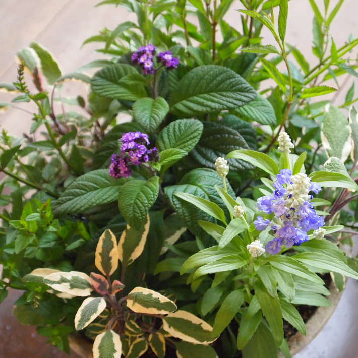 夏用の寄せ植え向きのお花①_a0292194_021112.jpg