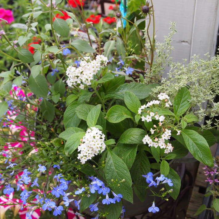 夏用の寄せ植え向きのお花①_a0292194_0245127.jpg