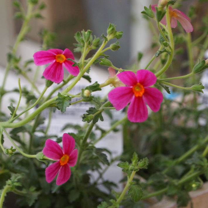 夏用の寄せ植え向きのお花②_a0292194_20295294.jpg