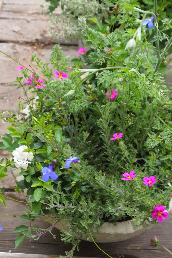 夏用の寄せ植え向きのお花②_a0292194_20331997.jpg