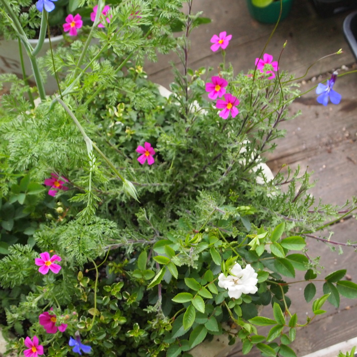 夏用の寄せ植え向きのお花②_a0292194_20334854.jpg
