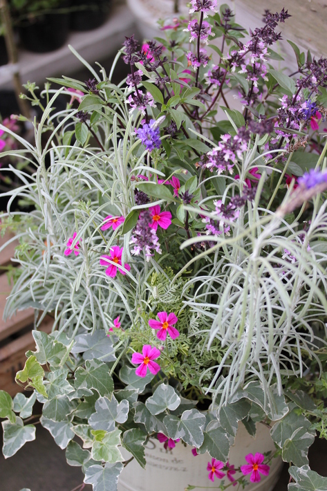 夏用の寄せ植え向きのお花②_a0292194_2131477.jpg