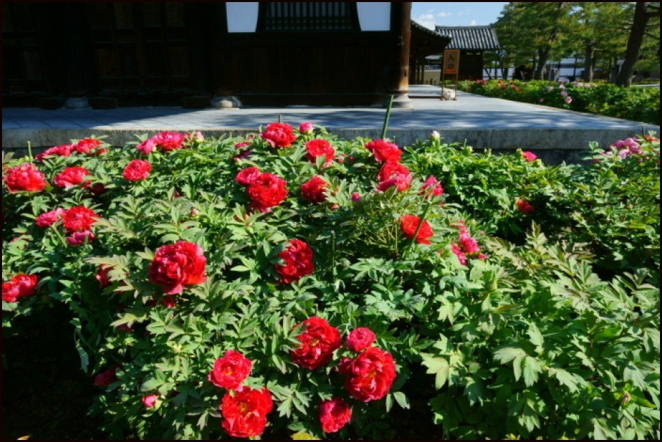 牡丹咲く建仁寺_e0177413_21381255.jpg