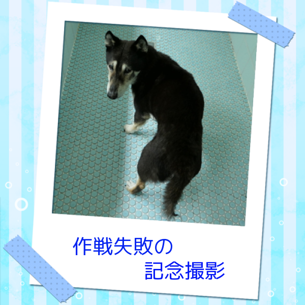f0369014_19475931.png