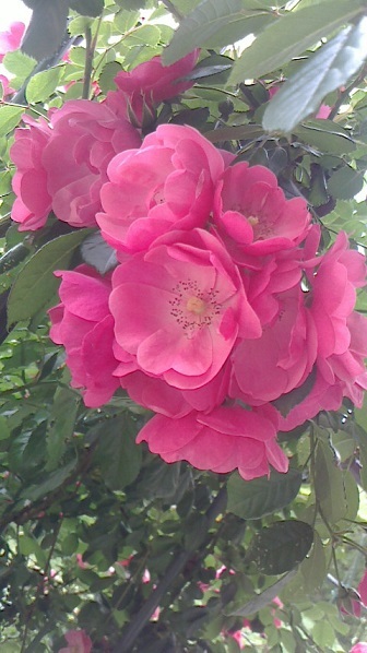 f0371014_00033830.jpg