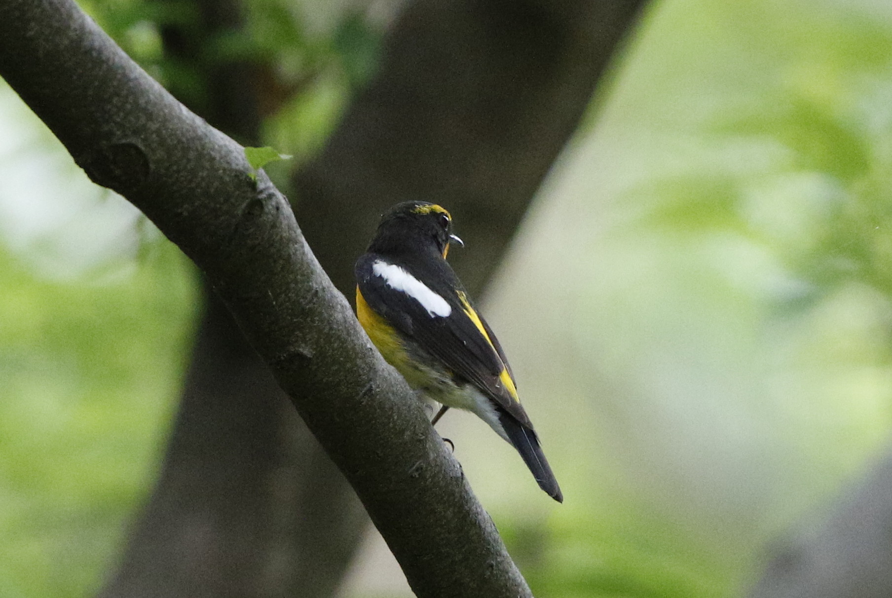 渡りの立ち寄りの鳥達（キビタキ・サンコウチョウ）_f0239515_16251597.jpg