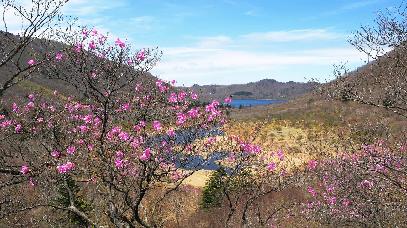 美し過ぎるアカヤシオ・・・赤城山・鳥居峠(2)_a0031821_15455739.jpg
