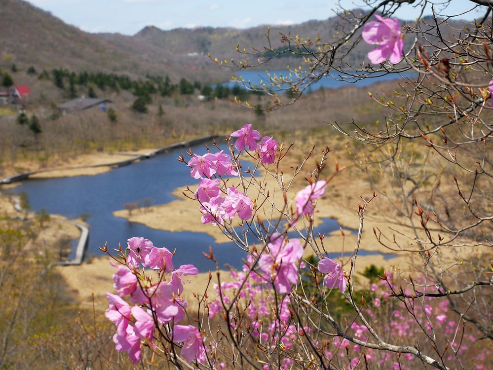 美し過ぎるアカヤシオ・・・赤城山・鳥居峠(2)_a0031821_16023784.jpg