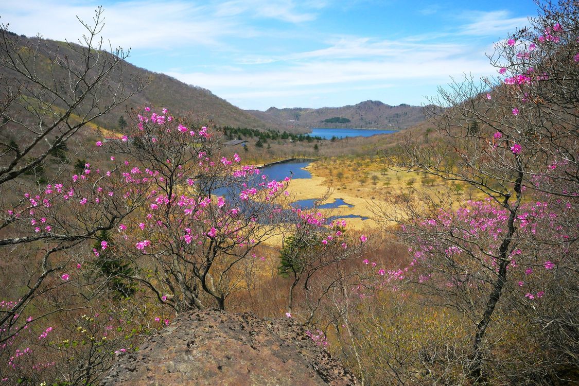 美し過ぎるアカヤシオ・・・赤城山・鳥居峠(2)_a0031821_16073659.jpg