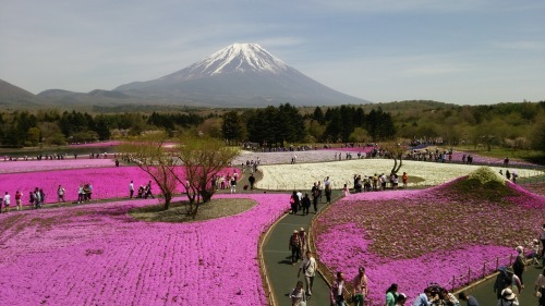 苦労の末の富士山と芝桜…巻(^^)_d0167225_13293546.jpg