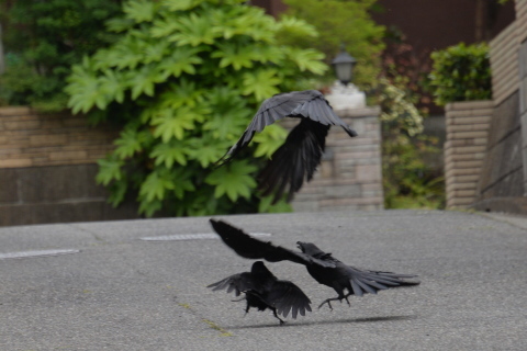 カラスのケンカとシジュウカラ語 Rurugardenと音符たち カラスのケンカとシジュウカラ語 Rurugardenと音符たち
