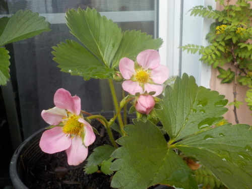 イチゴの花と茗荷竹と桜湯の仕上げ_a0173527_14431497.jpg