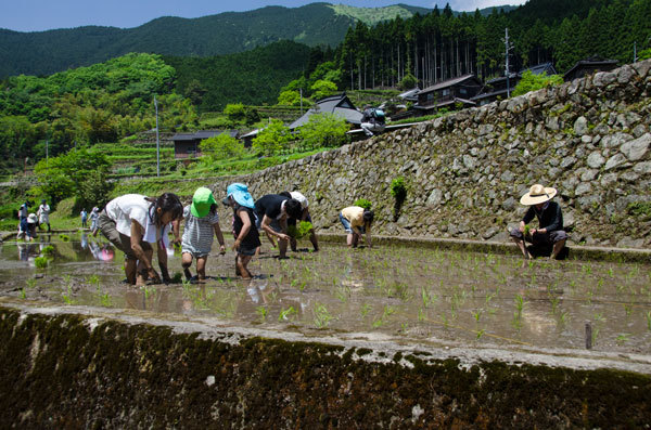 岩座神（いさりがみ）集落の棚田継承（田植え編：2017年）_e0360431_09114876.jpg