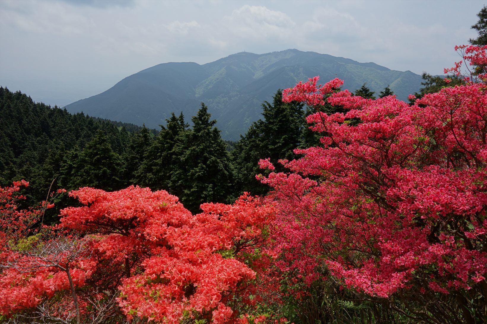 展望とつつじの楽園 大和葛城山 山行隊 やまいきたいっ