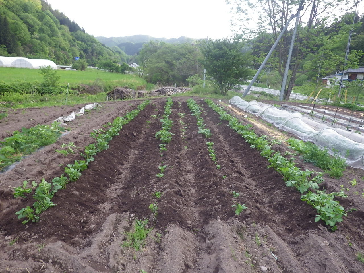 ジャガイモの芽欠き追肥 泥寄せしました チドルばぁばの家庭菜園日誌パート２