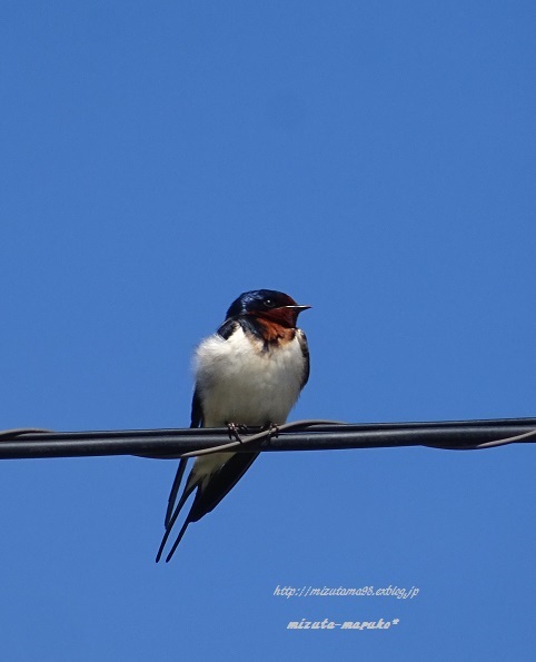 Blue  Sky・・・_b0363237_8444454.jpg