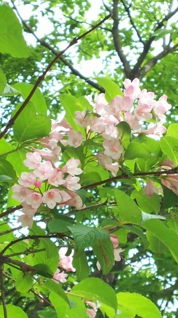 「ひよどりごえ森林公園」オリエンテーリング _c0218841_12102454.jpg