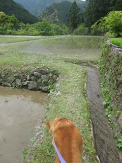 田植え〜_a0054948_8432460.jpg