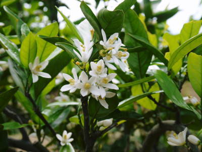 山鹿のみかん 社方園 『木箱熟成蔵出しみかん』の花と開いた山の定植後の様子_a0254656_18132645.jpg