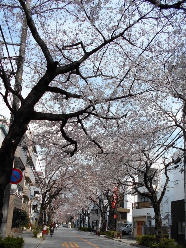 今年の桜_c0361661_21220780.jpg