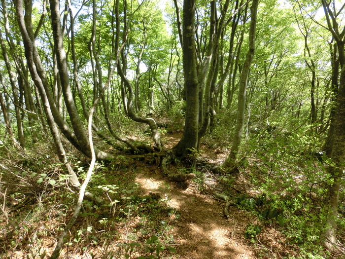 No466シャクナゲ満開の石川県火燈山～富士写ケ岳_b0185573_1650138.jpg