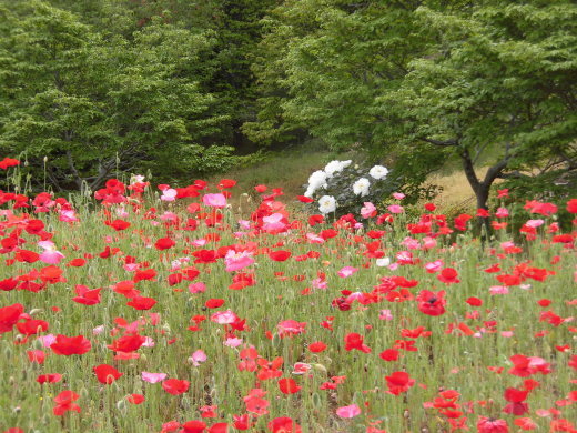 藤の花今週末まで見頃です。_a0026882_19084470.jpg