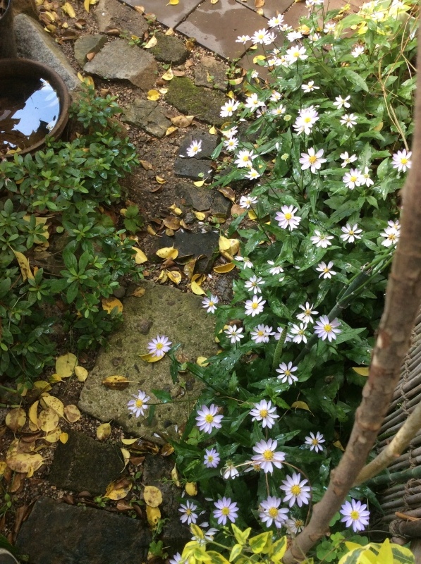 FUKUKOTO春庭は｢密やかに・・・優しく・美しく咲いてるよ｣編_e0359584_21392044.jpeg