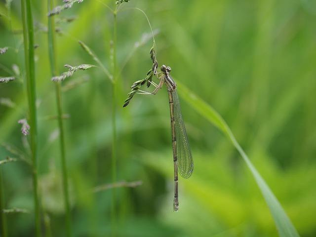d0156387_20050140.jpg