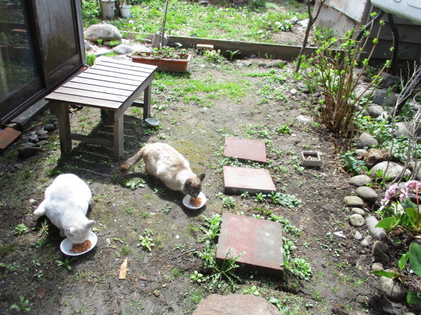 春満喫、しろちゃんまきちゃん_b0236290_18194923.jpg