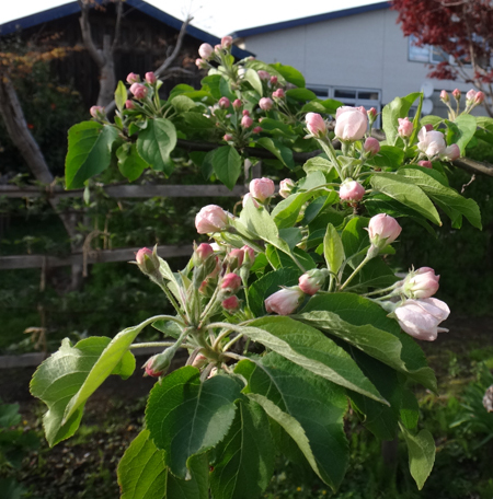 姫リンゴ、アケビの花、椿など・・・♪_a0136293_19294451.jpg