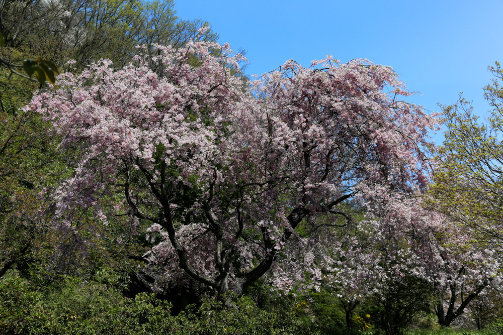 仕舞いの桜_c0252695_09463166.jpg