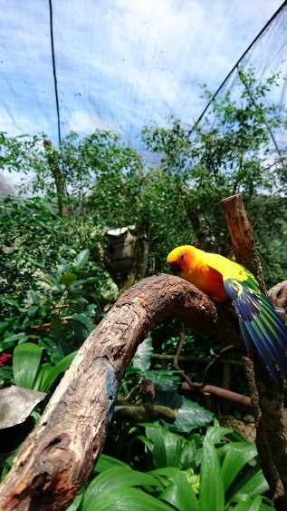 2017 オーストラリア旅行㉙　Birdworld Kuranda_c0326599_18234082.jpg