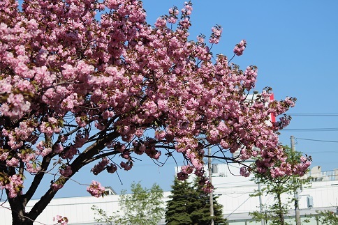 桜も終りと思っていたら川べりに八重桜が満開　_f0325309_18153710.jpg