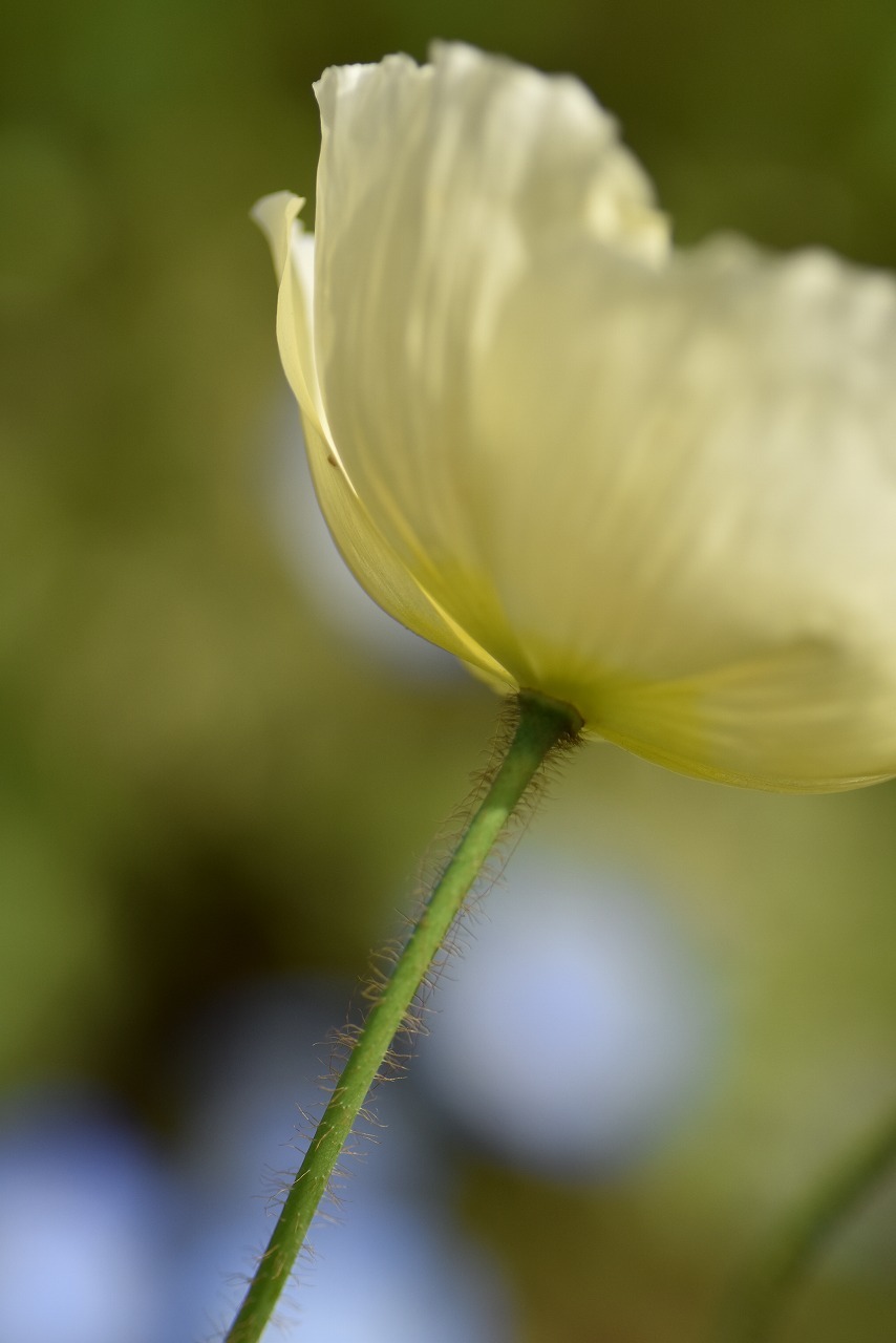 くりはま花の国　ポピー_d0065116_17573359.jpg